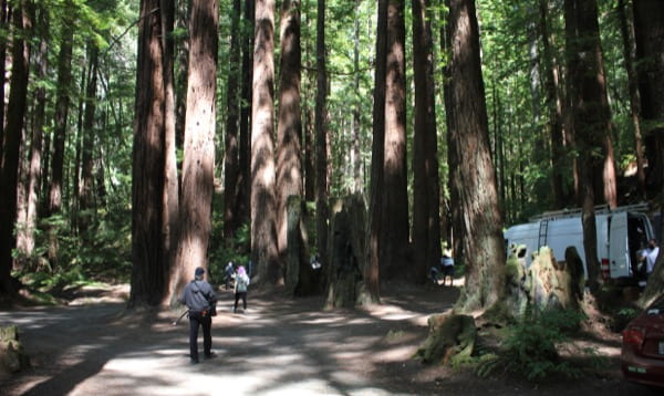 Forest